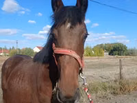 Caballo, Hungarian horse breed — foto 2