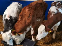 Бух, Simmental cattle — 2 зураг