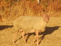मेढ़ा, Rouge de l’Ouest sheep — फ़ोटो 2