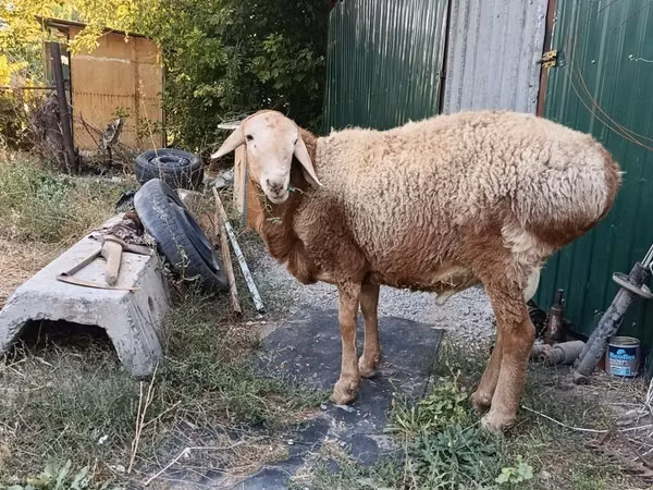 Ram, Rhon sheep