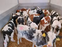 Bovinos (lote, sexo no especificado), Simmental cattle — foto 2