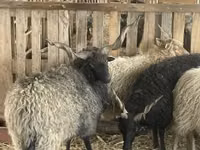 मेढ़ा, Racka sheep — फ़ोटो 5
