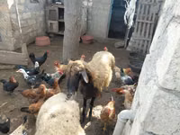 Sheep, Sheep — photo 3