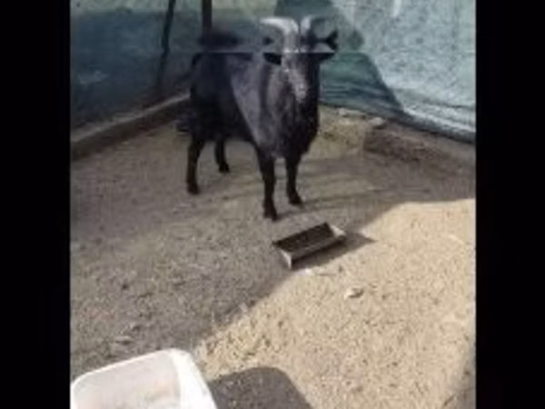 Billy Goat, Dutch Landrace goats