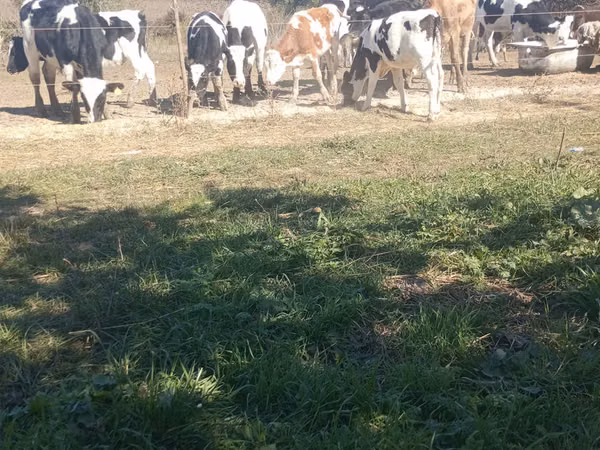 Бух, Russian Black pied cattle