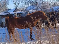 حصان, Kustanai horse — الصورة 2