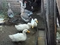 Ducks — Foto 1
