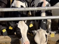 Kuh, Russian Black pied cattle — Foto 7