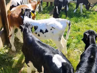أبقار (دفعة، الجنس غير محدد), Russian Black pied cattle — الصورة 2