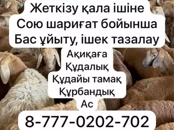 母羊, Krasnoyarsk sheep