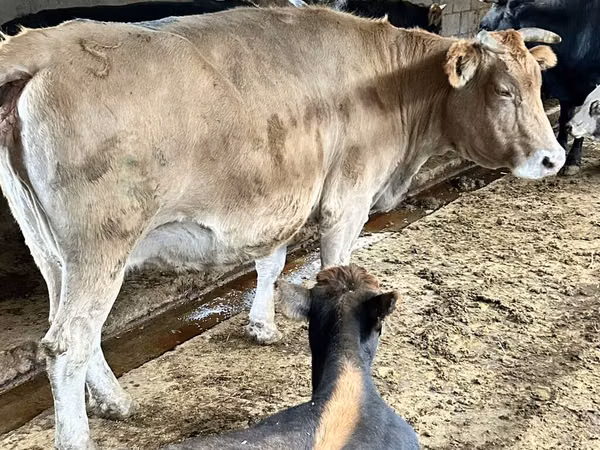 بقرة, Simmental cattle