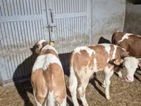 母牛, Simmental cattle — 照片 5