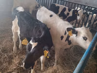 Bull, Russian Black pied cattle — photo 1