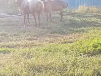 Ram, Rhon sheep — photo 8