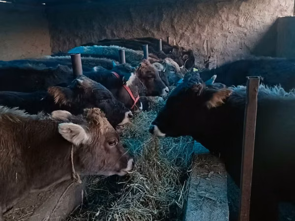 Toro, Ganado vacuno