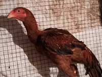 Chickens — photo 2