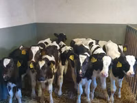 Bull, Russian Black pied cattle — photo 1