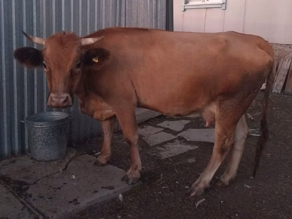 Cow, Cattle
