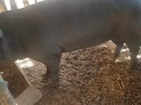 Cerda, Cerdos — foto 2