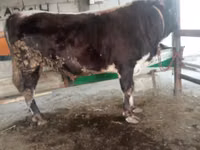 公牛, Cattle — 照片 4
