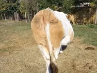 母牛, Simmental cattle — 照片 6