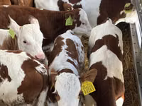公牛, Simmental cattle — 照片 1