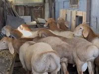 Widder, Arashan sheep — Foto 1