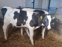 بقرة, Russian Black pied cattle — الصورة 6