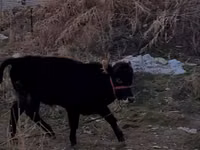 Bulle, Swedish red cattle — Foto 1