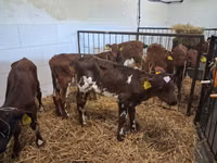 Bulle, Simmental cattle — Foto 2