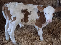 ثور, Simmental cattle — الصورة 3