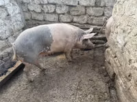 Sow, Pigs — photo 3