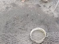 Ducks — 1 зураг