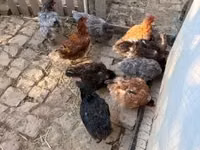 ऑस्ट्रेलॉर्प — फ़ोटो 2