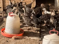 Turkeys — الصورة 3