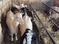 Goat, Goats — photo 6