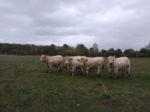 ثور, Charolais cattle