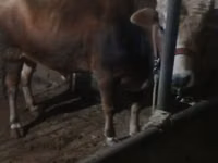 公牛, Cattle — 照片 1