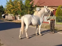 母马, Horses — 照片 3