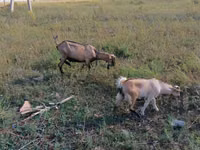 बकरी, Alpine goat — फ़ोटो 1