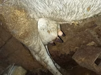 Cow, Cattle — photo 4