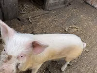 Boar, Pigs — photo 1