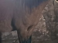 Caballo, Mugalzhar horse — foto 1