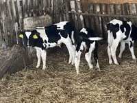 Бух, Russian Black pied cattle — 7 зураг