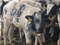 أبقار (دفعة، الجنس غير محدد), Simmental cattle — الصورة 8