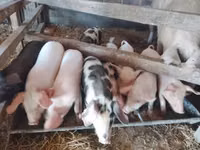 Sow, Pigs — photo 2