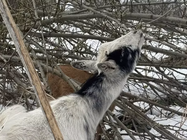 Ямаа, Saanen goat