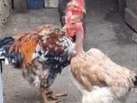 gallina danesa — foto 2