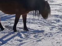 Stute, Yakutian horse — Foto 3