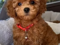 Məhsul: Toy pudel balaları Xüsusiyyətlər: - Cins: Toy Poodle (oyuncaq — photo 1